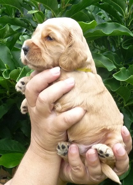 19 - 3.pejsek (žlutá).JPG